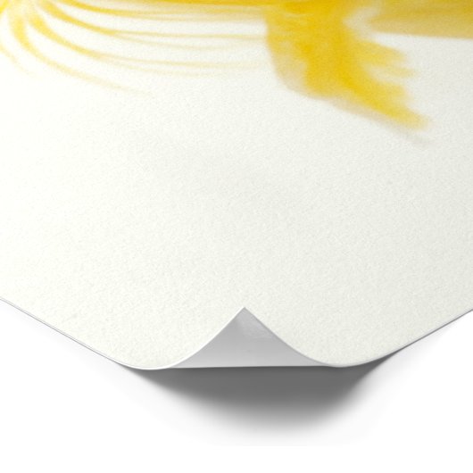 Auch bekannt als Comet-Schwänze Goldfisch. Hardy Poster (Ecke)