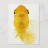 Auch bekannt als Comet-Schwänze Goldfisch. Hardy Postkarte (Vorderseite)