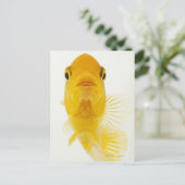 Auch bekannt als Comet-Schwänze Goldfisch. Hardy Postkarte (Stehend Vorderseite)