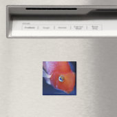 Auch bekannt als der Blutpapagei oder Blutpapagei. Magnet (In Situ (Geschirrspüler))