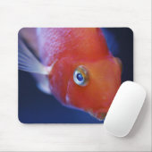 Auch bekannt als der Blutpapagei oder Blutpapagei. Mousepad (Mit Mouse)