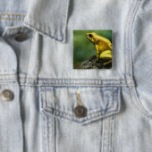 auch bekannt als Golden Dart Frog; endemisch für d Button (Beispiel)