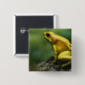 auch bekannt als Golden Dart Frog; endemisch für d Button (Vorne & Hinten)