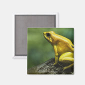 auch bekannt als Golden Dart Frog; endemisch für d Magnet (Vorderseite/Rückseite)