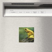 auch bekannt als Golden Dart Frog; endemisch für d Magnet (In Situ (Geschirrspüler))