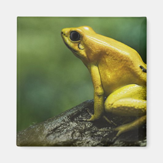 auch bekannt als Golden Dart Frog; endemisch für d Magnet (Vorne)