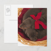 Auch Doberman Pincher. Mittelgroßer Hund Postkarte (Vorne/Hinten)