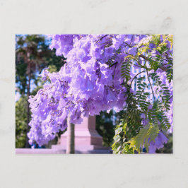 Aucklands Lila Prinzessenbaum Postkarte