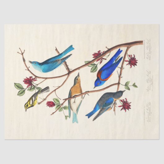 Audobon Bird ephemera tissue paper Seidenpapier (Vorderseite)