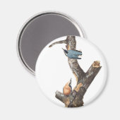 Audobon Kleiber Magnet (Vorderseite/Rückseite)
