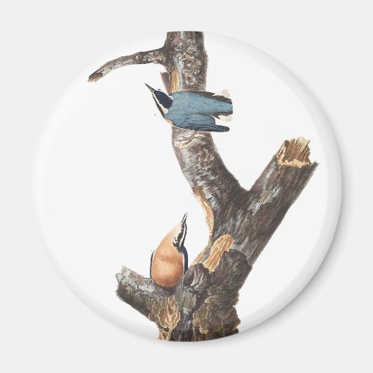 Audobon Kleiber Magnet (Vorne)