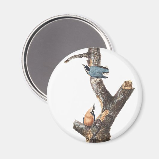Audobon Red Breasted Nuthatch Magnet (Vorderseite/Rückseite)