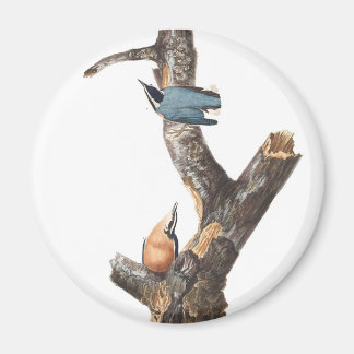 Audobon Red Breasted Nuthatch Magnet