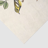 Audobon-Vogel-Ephemere-Tissuepapier Seidenpapier (Detail)