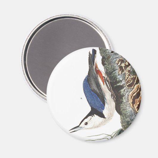 Audobon-Weißbrüste-Nuthatch (schwarz gekappt) Magnet (Vorderseite/Rückseite)