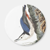 Audobon-Weißbrüste-Nuthatch (schwarz gekappt) Magnet (Vorne)