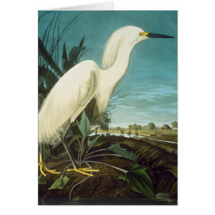 Audubon
