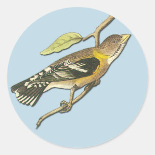Audubon Abend Grosbeak Bird Art Stickers