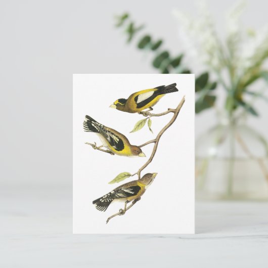 Audubon Abend Grosbeak Postkarte (Stehend Vorderseite)