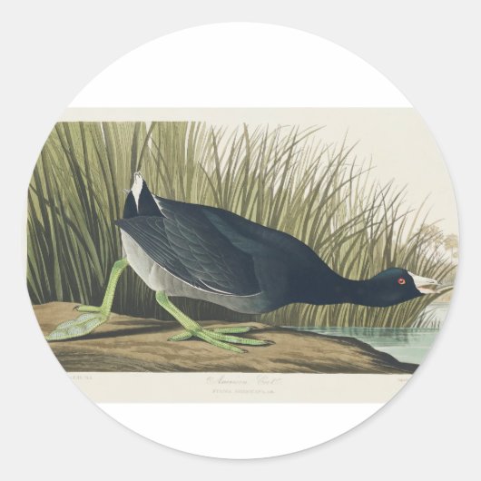 Audubon American Coot from Birds America Runder Aufkleber (Vorderseite)