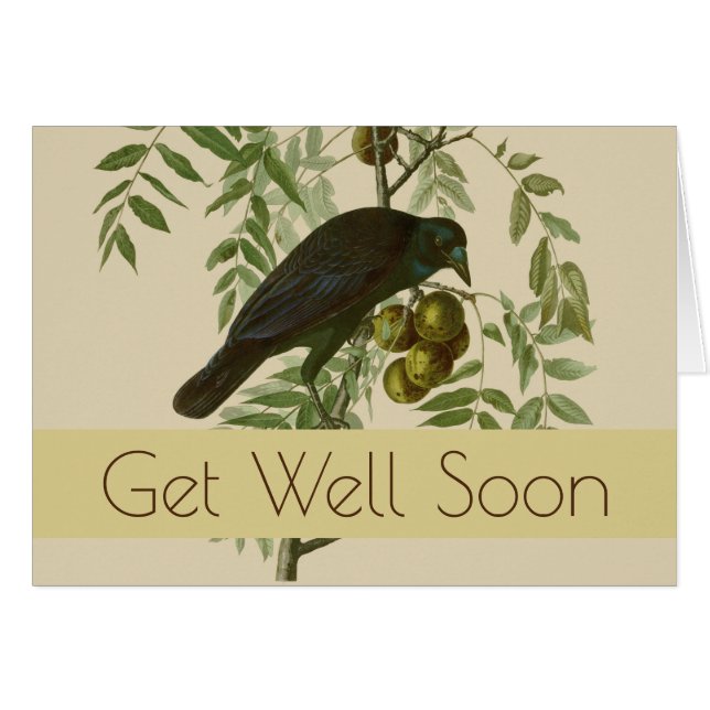 Audubon American Crow Black Bird (Vorderseite (Horizontal))