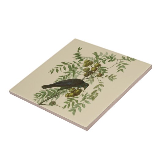 Audubon American Crow Black Bird Fliese (Seite)