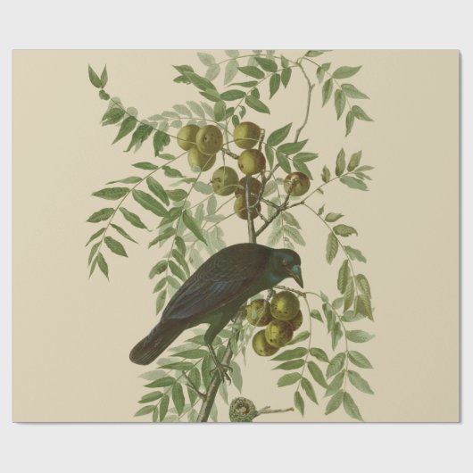 Audubon American Crow Black Bird Geschenkpapier (Flach)