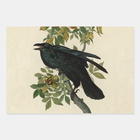 Audubon American Crow Black Bird Geschenkpapier Set (Vorderseite 2)