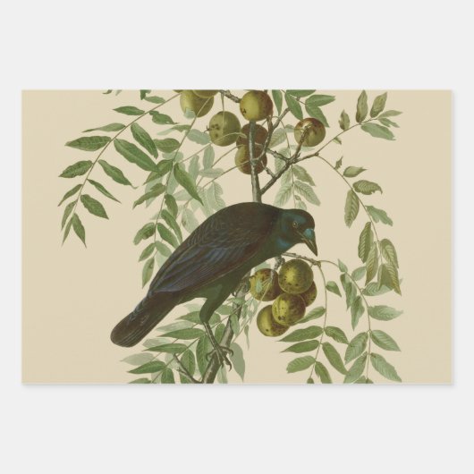 Audubon American Crow Black Bird Geschenkpapier Set (Vorderseite)