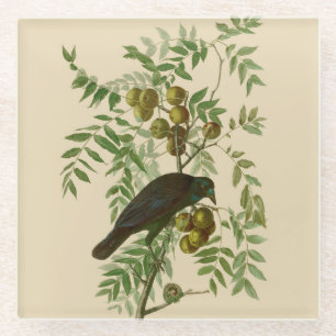 Audubon American Crow Black Bird Glasuntersetzer