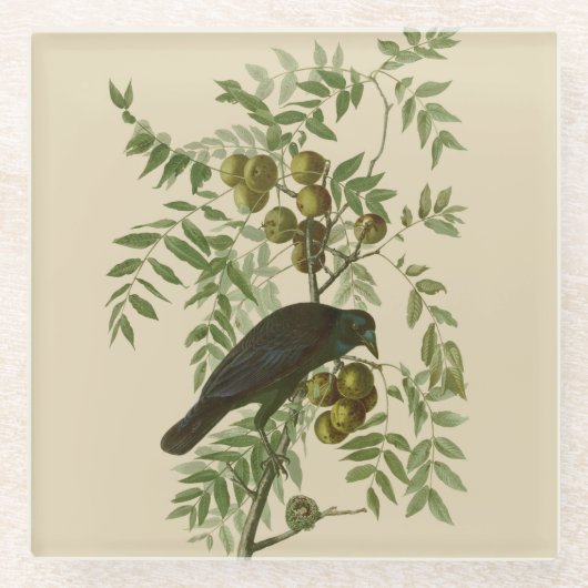 Audubon American Crow Black Bird Glasuntersetzer (Vorderseite)