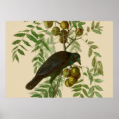 Audubon American Crow Black Bird Poster (Vorne)