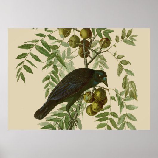 Audubon American Crow Black Bird Poster (Vorne)