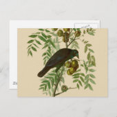Audubon American Crow Black Bird Postkarte (Vorne/Hinten)