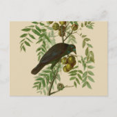 Audubon American Crow Black Bird Postkarte (Vorderseite)