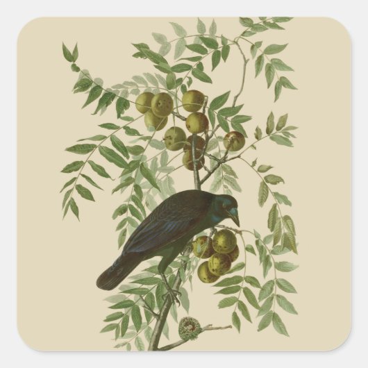 Audubon American Crow Black Bird Quadratischer Aufkleber (Vorderseite)