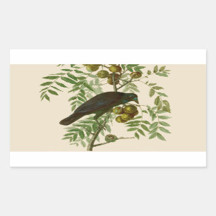 Audubon American Crow Black Bird Rechteckiger Aufkleber