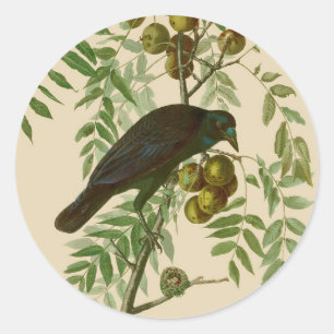 Audubon American Crow Black Bird Runder Aufkleber