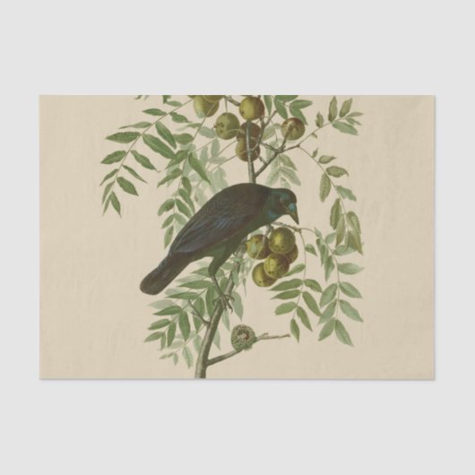 Audubon American Crow Black Bird Seidenpapier (Vorderseite)
