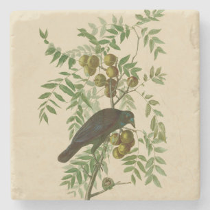 Audubon American Crow Black Bird Steinuntersetzer