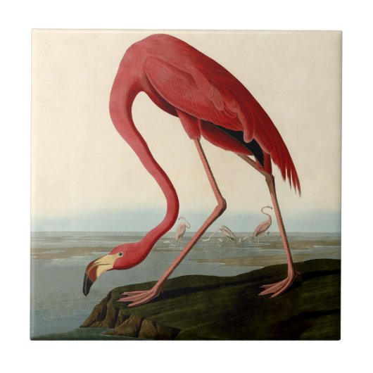 Audubon American Flamingo Fliese (Vorderseite)