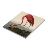 Audubon American Flamingo Fliese (Seite)