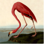 Audubon American Flamingo Freistehende Fotoskulptur<br><div class="desc">Audubon Birds - John James Audubon - Der Amerikaner Flamingo John James Audubon hat diese schöne amerikanische Flamingo-Illustration, eine Aquatintarsien mit originaler Handfärbung, erstellt und in den berühmten Original Birds of America Büchern veröffentlicht, die Anfang des 19. Jahrhunderts produziert wurden. Der amerikanische Flamingo ist ein schöner Ausdruck - einer von...</div>