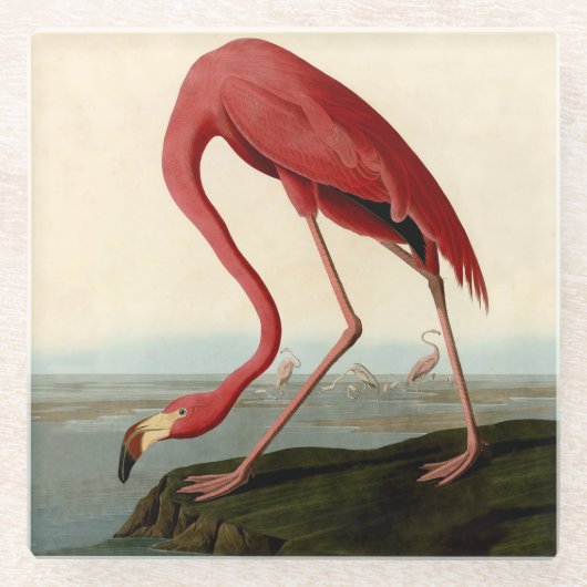 Audubon American Flamingo Glasuntersetzer (Vorderseite)