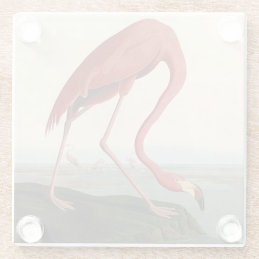 Audubon American Flamingo Glasuntersetzer (Rückseite)