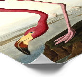 Audubon American Flamingo John James Audubon Poster (Ecke)