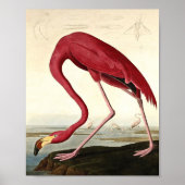 Audubon American Flamingo John James Audubon Poster (Vorne)