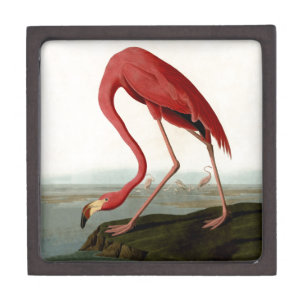 Audubon American Flamingo Kiste