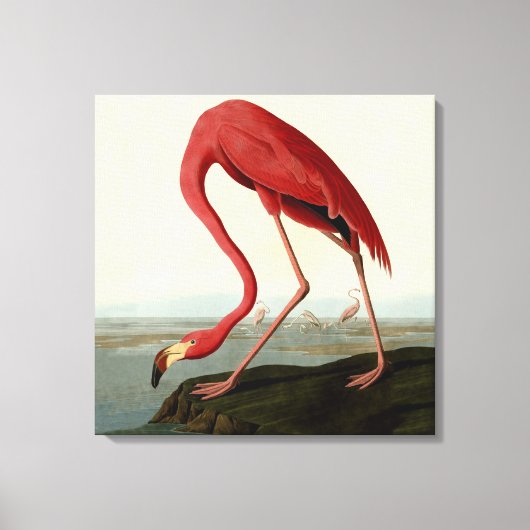 Audubon American Flamingo Leinwanddruck (Vorderseite)