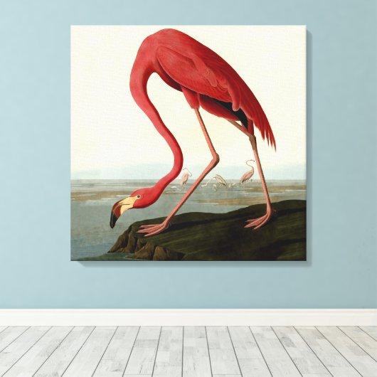 Audubon American Flamingo Leinwanddruck (Insitu (Holzboden))